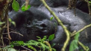 primer plano Gorila. Uganda