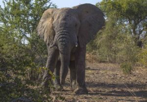 zakouma national park elephant