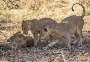 zakouma national park, león en zakouma