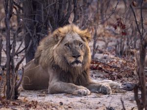 león Savute, Botswana