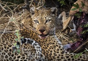 Botswana, leopardo, leopard, africa