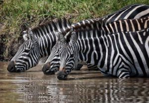 Cebras bebiendo en Kenia