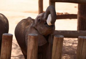 Elefante bebe es alimentado en centro Reteti en Kenia