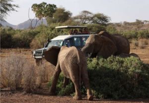 Sabàtika tours de safari en el Masai Mara