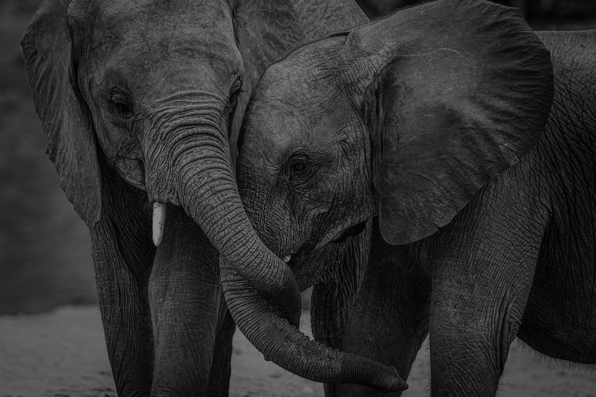 elefante-trompa