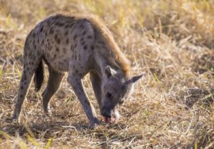 hiena zakouma national park