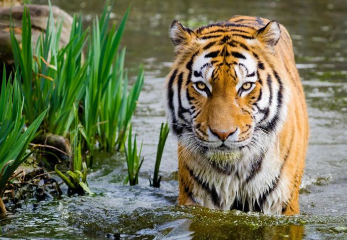 Tigre, India,