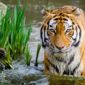 Tigre, India,
