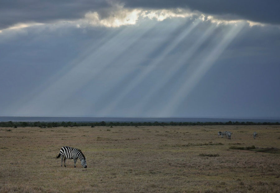 Cebras al anochecer en Kenia