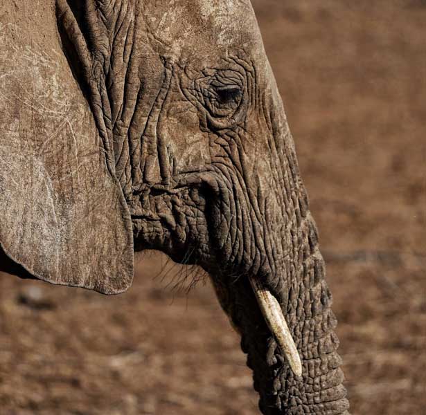 Primer plano elefante en Kenia