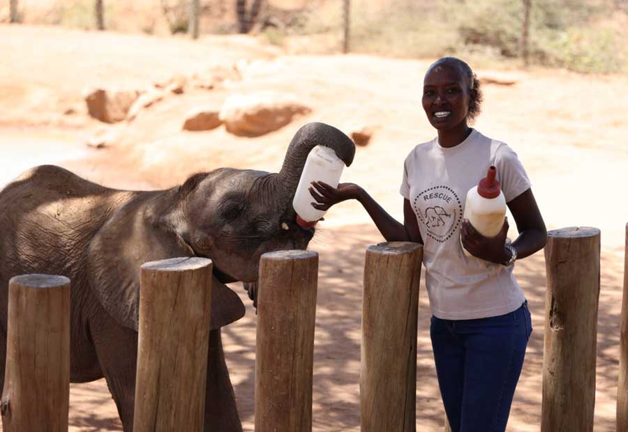 Elefante bebe es alimentado en en centro Reteti en Kenia