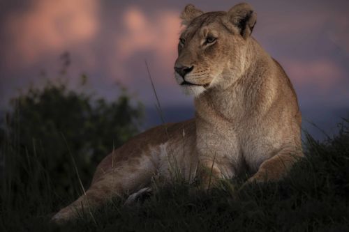 safari kenia desde valencia